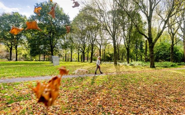 Vallende bladeren in een stadspark, met een wandelaar op het pad